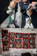 [마산] "해적" 내만 무늬 팁런 사이즈 마릿수 굿!! 예약가능