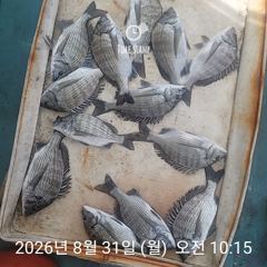 감성돔 찌낚시 개인출조 모집합니다~ 사진