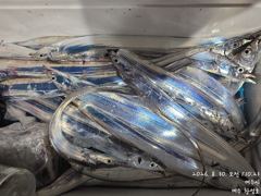(南)남해조황 - 오늘밤 9월2일 내만갈치 출동합니다 사진