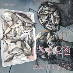 [고성] 2일 감시 많아요~~씨알도 많이 커졌네요 사진