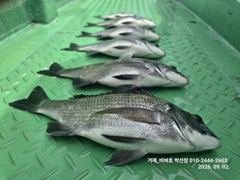 [거제 비버호]내만 감성돔 조황(예약가능).