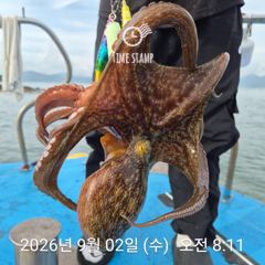 [사천] 암초 포인트 문어 낚시