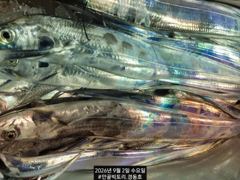 (南)남해조황 - 먼바다왕갈치외줄16석. 좀잡앗습니다. 씨알굿.11일부터예약가능