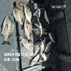 [마산] 돔앤돔호 31일 한분조황 입니다.마릿수 사진