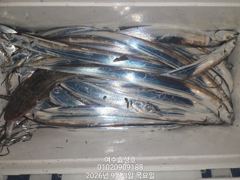 2일 내만 갈치루어 조황입니다 사진