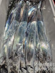 당분간 먼바다기상악화로 내만갈치 손맛입맛 퍼담으러갑니다 예약가능 사진
