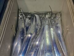 [[ 통영 항진피싱 ]] 멀~리 4시간 출항하여 大갈치~~ 통영에 갈치 입성 !!!! 기상만 좋아지면 바~로 출발 합니다~~~~~ [[3일입항조항]] 사진