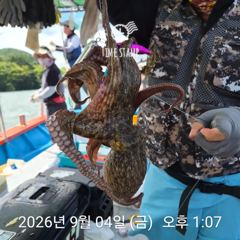 문어 장원 17마리 사진