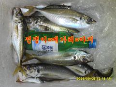 09.04 [부산] 가덕대항낚시[밤낚시/갈치]조황입니다 사진