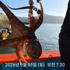 어제 오늘 문어 장원 17마리 사진