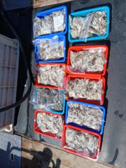 9뭘5일 평택항 돌핀호조황 사진