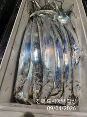 [진해] 씨알큰 내만갈치 전원 쿨러 빵빵~ 퍼 담았어요~!! 일요일부터 … 사진