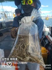 토요일 쭈꾸미 점점 좋아지네요 사진