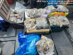 오늘의조황 - 쭈꾸미 - 원산도 오복피싱,배낚시 전문