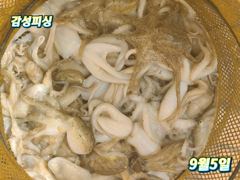 9월5일(토)쭈꾸미낚시조황입니다 사진