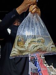 [진해] 돌문어사냥 레전드호 타고 모두 먹물파티! 사진