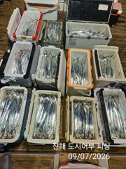 씨알큰 내만갈치 엄청잡고 쿨러 빵빵 합니다~!! 오늘 예약가능 사진