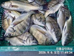 [마산] 강이피싱 감성돔씨알은조금아쉽지만한분과즐낚 사진