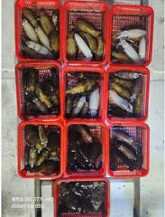 [통영] 유촌 신일레져_감성돔 조황입니다 사진