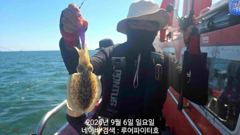 루어파이터호-9/6 일 [1물] 쭈꾸미/갑오징어 조항 입니다. 사진