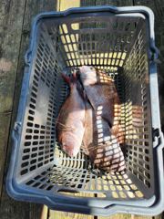 9.6 성호좌대 조황소식 사진