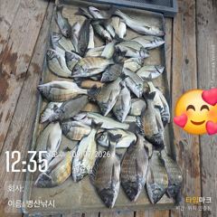 [고성] 병산 9/6 감성돔35외 엄청마리수 선상배 및 선외기 흘림조황… 사진