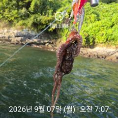 택배용 문어 잡기 사진