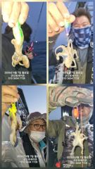 9월7일-쭈꾸미 전체 조황 사진
