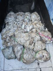 오늘의조황 - 목감낚시 대천브라더호(6일철수) 쭈꾸미조황 - 피싱투어여행, (구) 고박사 낚시 사진