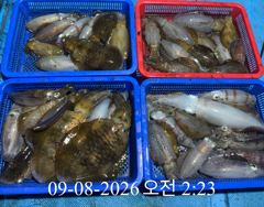 [ 무늬 팁런 ] 60여수 뿐 .. 사진