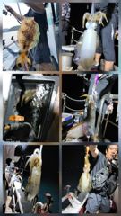[통영] 무늬팁런 연일 대박조황.....140수 오버...무시,무시..… 사진
