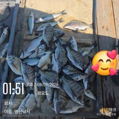 병산 9/8 감성돔35외 마리수 선상배 및 선외기 흘림조황~~ 사진