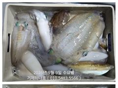 [거제] ( 거제하나호 )무늬오징어. 사진