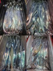 내만 갈치 완전 빠글빠글빠글~~(오늘 예약 가능) 사진
