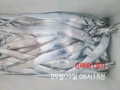 찌낚시조황 - ((해림1호))내만권 감성돔.갈치.전어~