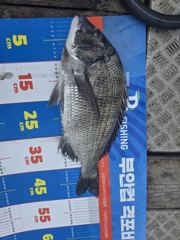 조황정보 - [격포힐링호] 9/10 감성돔 조황 - 격포 와따피싱,배낚시,선상낚시