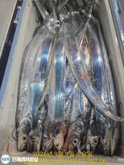 내만칼치ㅡ초초대박! 끝없는 피딩에 엄청나게 올라옵니다 (오늘 예약가능) 사진
