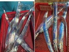 [최남단 나로도 출항]『꽁치썰어제공』대갈치 평균3지!!, 일욜부터 자리여유 [초대형신조선! 최단거리! 김선장 010.4848.0776] 사진