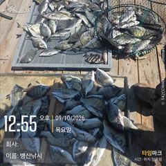 [고성] 병산 9/10 감성돔 농어 엄청마리수 선상배 &선외기흘림조황… 사진