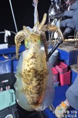 [통영] 무시들외 마릿수 손맛~!!! 오늘 널널합니다!!! 사진