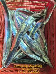(南)남해조황 - 14일월 15일화 갈치출조모집 사진