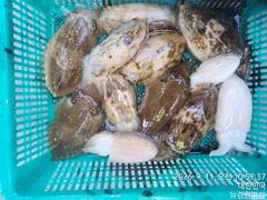 갑오징어 실시간 오늘4분모시고 여유있게 즐기고 왔습니다 씨알좋은 녿믈이 쭉쭉 땡깁니다 내일 6자리여유 있습니다