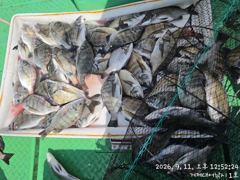 찌낚시조황 - ((경남고성 주인호))주인호 토요일 감성돔 출조나갑니다.예약가능~ 사진