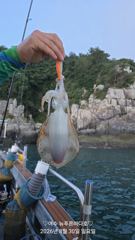 (南)남해조황 - [2일입항] "준내만갈치" 3지4지 대치들로 쿨러 묵직하게 담았네요~[수요일 예약가능] 사진