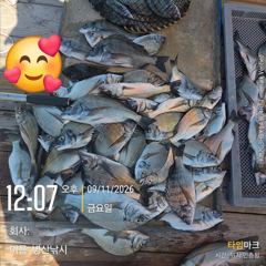 [고성] 병산 9/11 감성돔36외 마리수 선상배 &선외기흘림조황~~ 사진