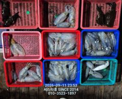 [경주] (씨스타호) 11일 무늬 상황입니다~~
