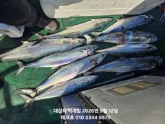 9/12(토) 실시간 대삼치 벌써 쿨러~//야간팁런-오후7시출항 사진