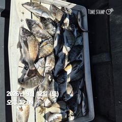 [마산] 돔앤돔호 어제.오늘조황..30수이상. 사진