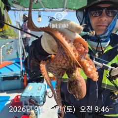 문어 장원 17마리 사진