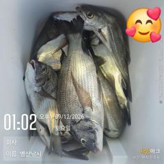 병산 감성돔37외 마리수 내만갯바위조황~~ 사진